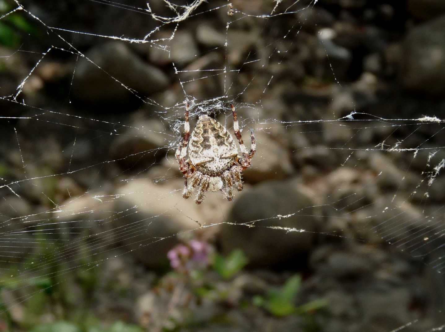 Araneus sp.